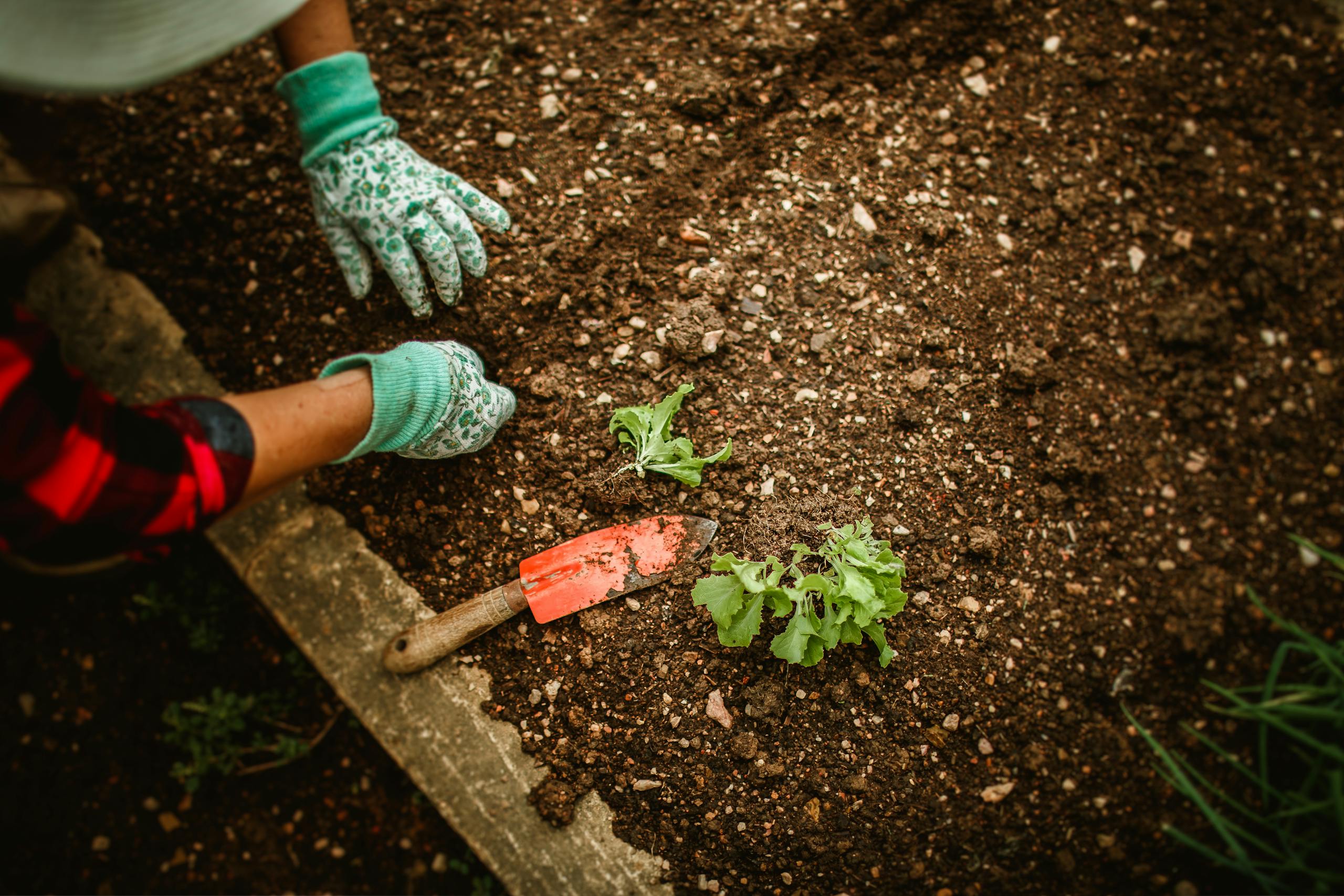 A person planting seedlings in soil with gardening gloves and tools outdoors.