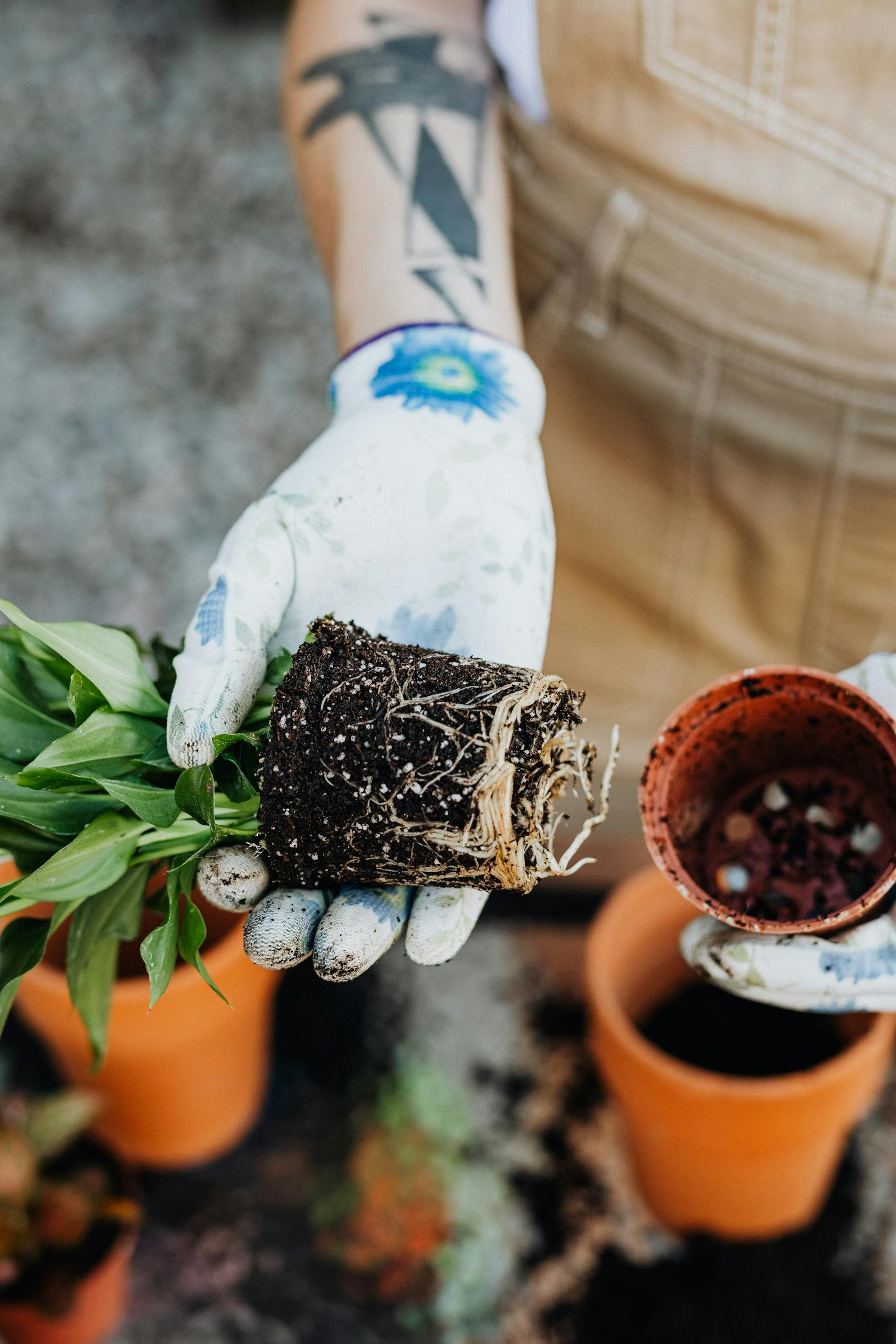 Close-up of a gardener repotting a spathiphyllum with visible roots.