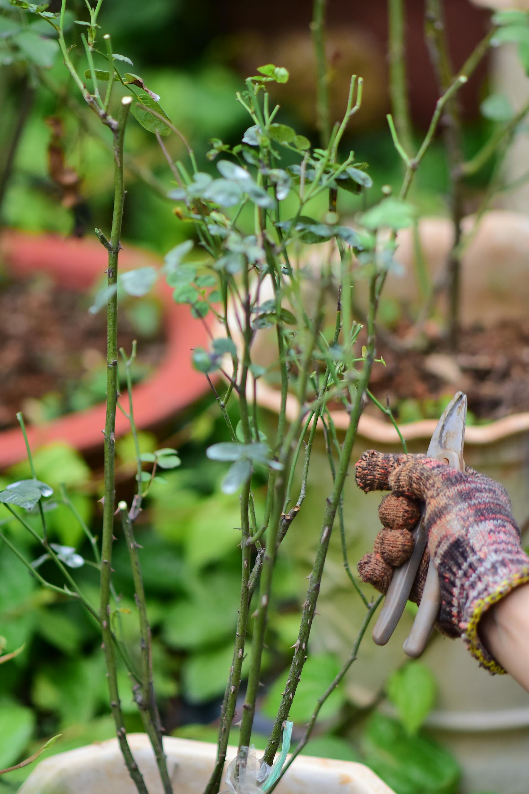 Focused gardening with a gloved hand trimming a rose bush in a pot outdoors.